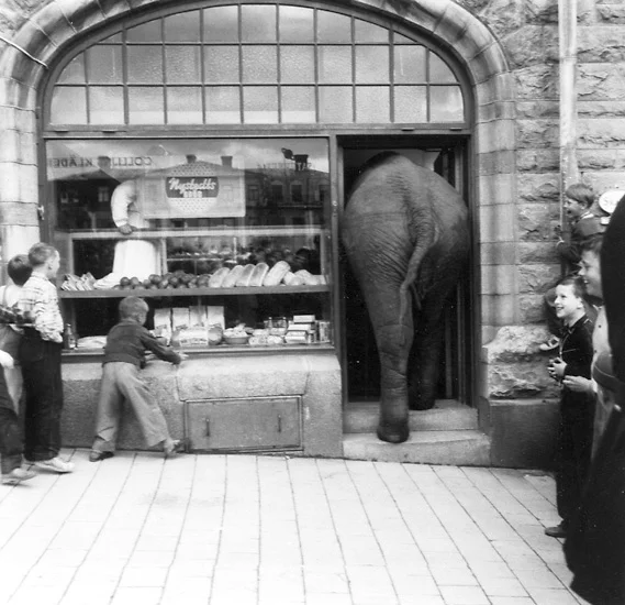 Elefant på besök 1961